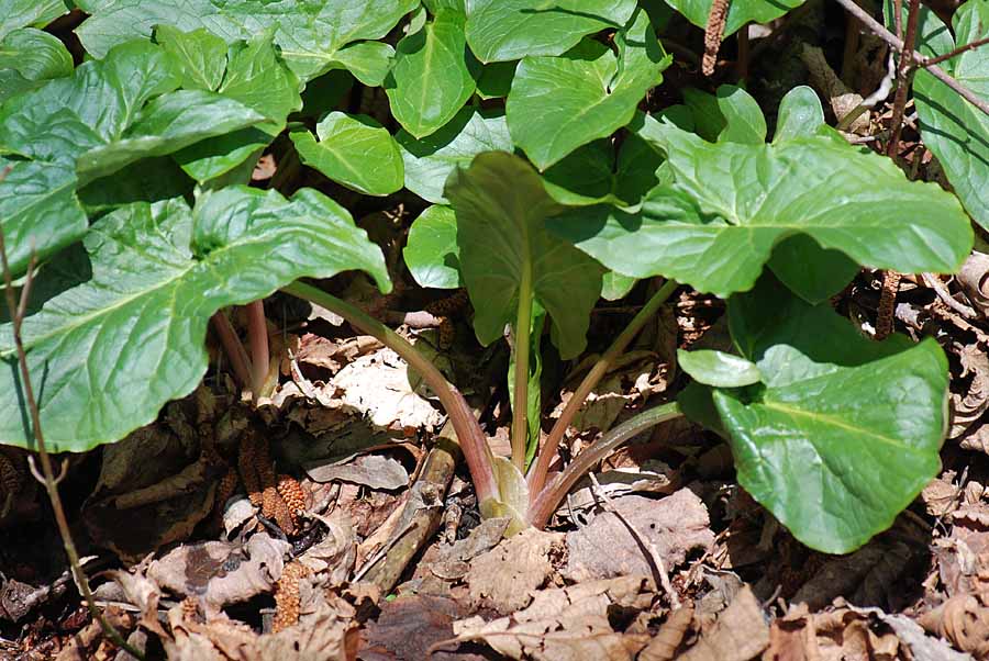 Arum maculatum